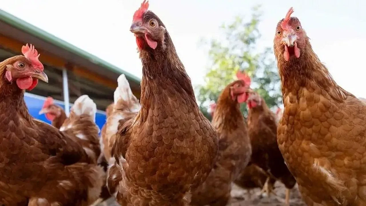 Tavuk firmalarına neden kayyum atandı? Banvit, Erpiliç, Gedik Lezita hangi şirketlere denetim kayyumu atandı?