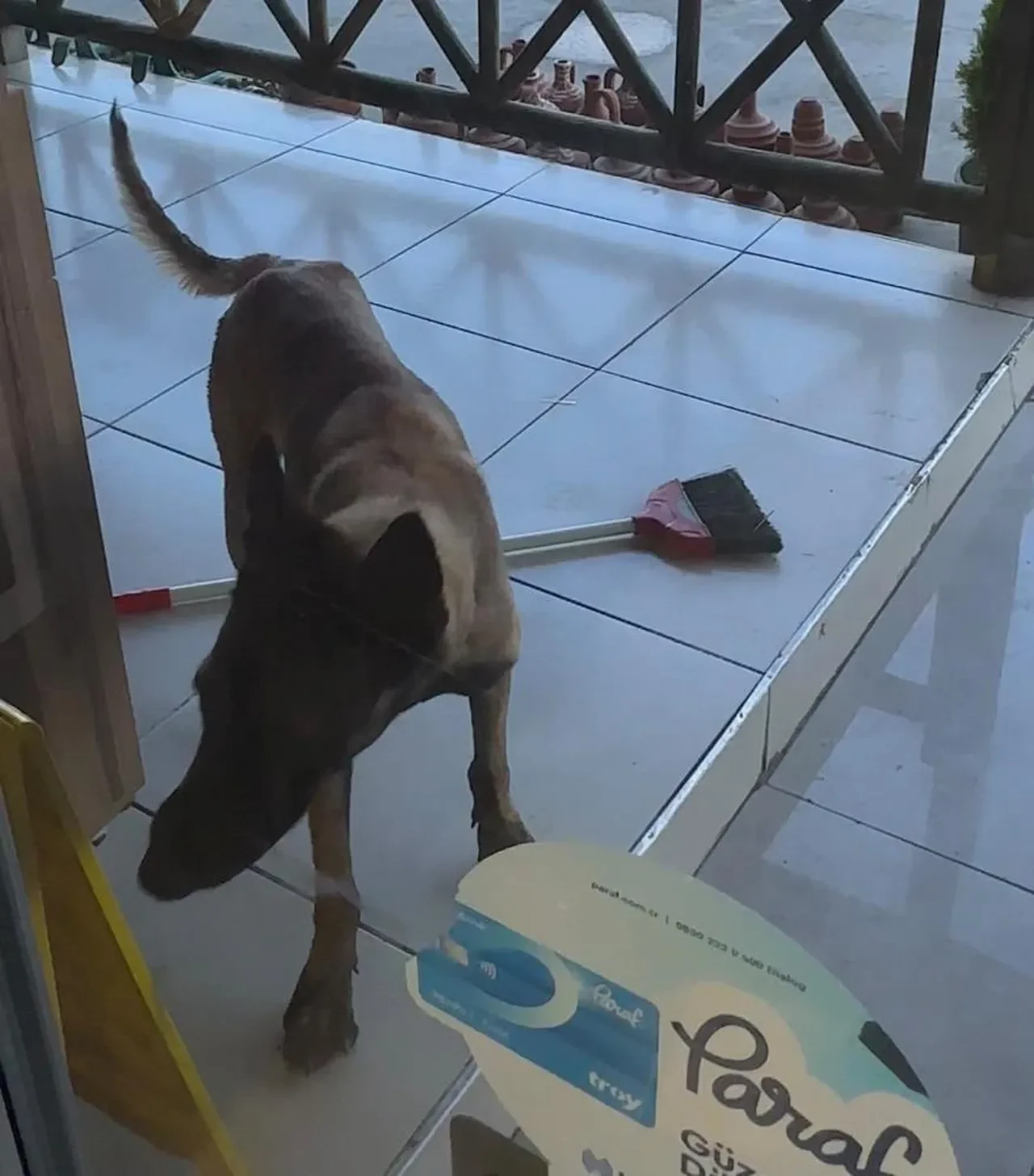 Tekme ve sandalyeler çare olmadı: Dehşet saçan başıboş köpek, kolunu kopardığı yaralı kadının peşini bırakmadı