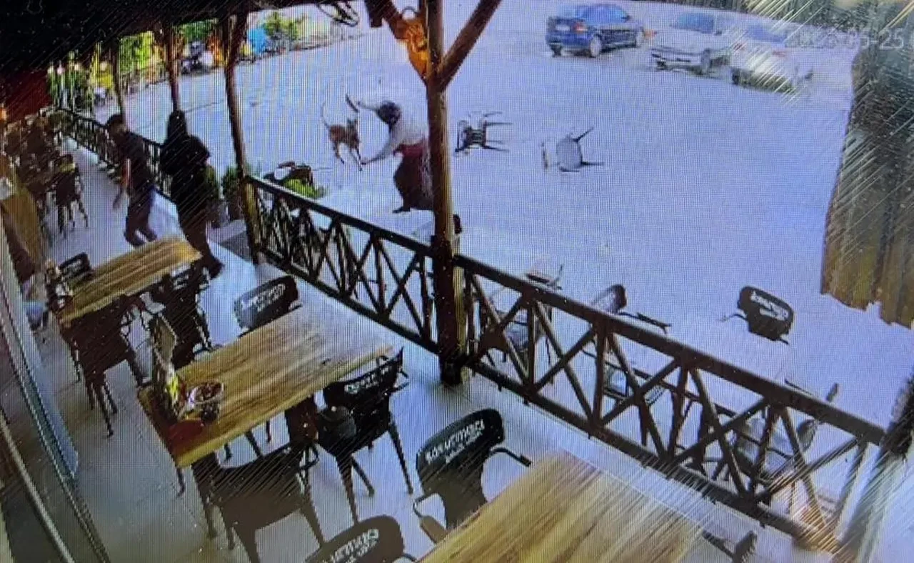 Tekme ve sandalyeler çare olmadı: Dehşet saçan başıboş köpek, kolunu kopardığı yaralı kadının peşini bırakmadı