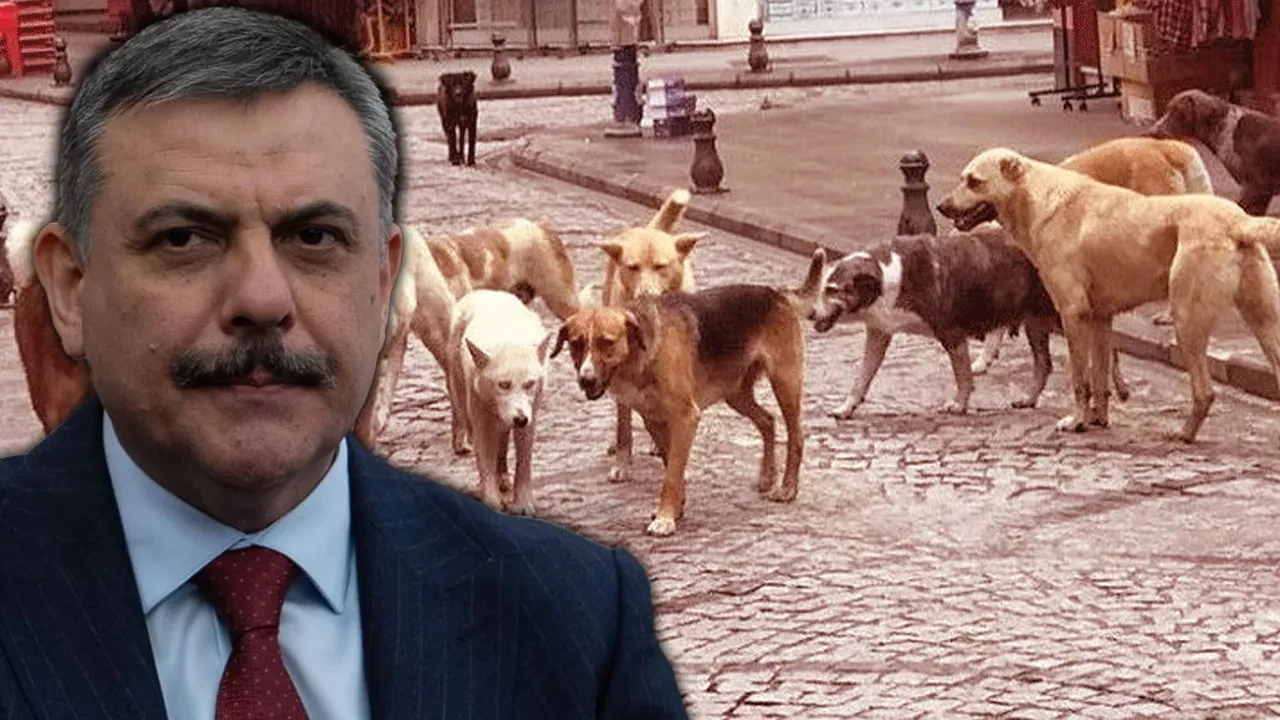 Başıboş sokak köpeği sorunu! Bakan Çiftçi net konuştu: 