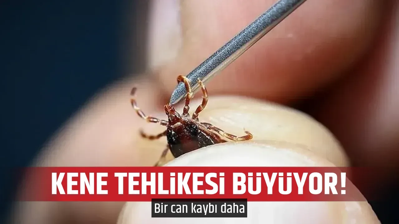KENE TEHLİKESİ BÜYÜYOR!