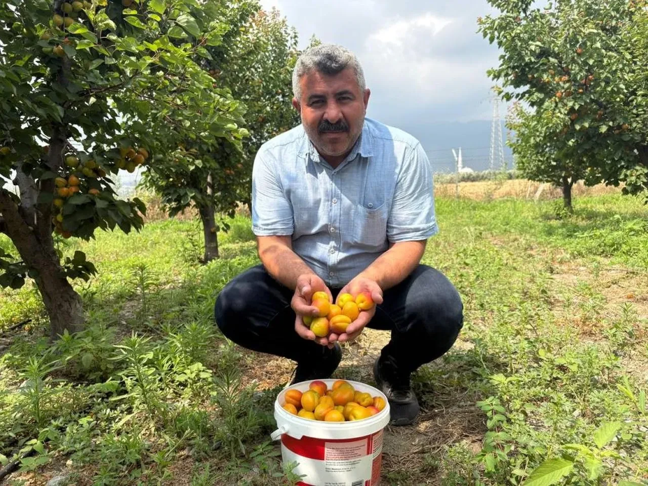 Tavsiye üzerine dikti! 6 yıldır paraya para demiyor: Şekerpareden daha iyi 