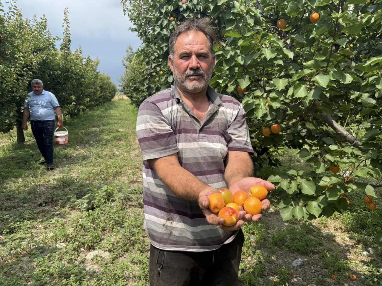 Tavsiye üzerine dikti! 6 yıldır paraya para demiyor: Şekerpareden daha iyi 