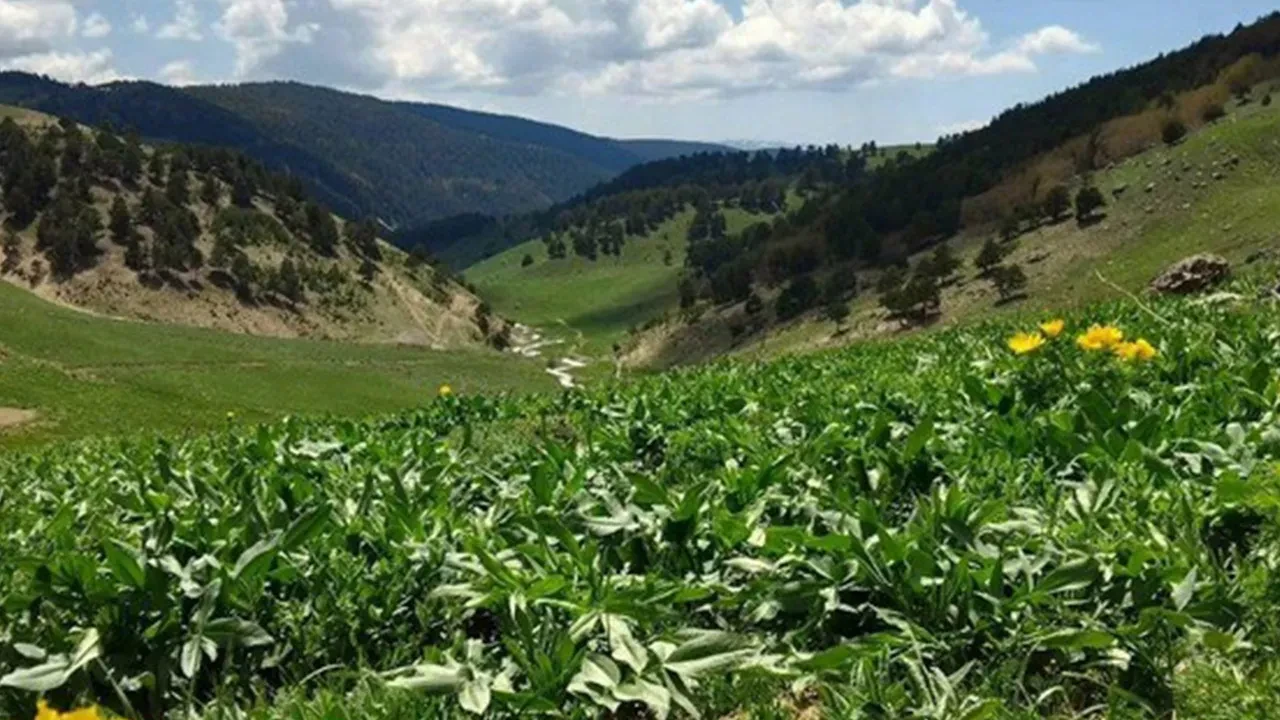 Dokunmanın cezası çok ağır, binlerce lirayı buluyor! Giresun'da ortaya çıktı