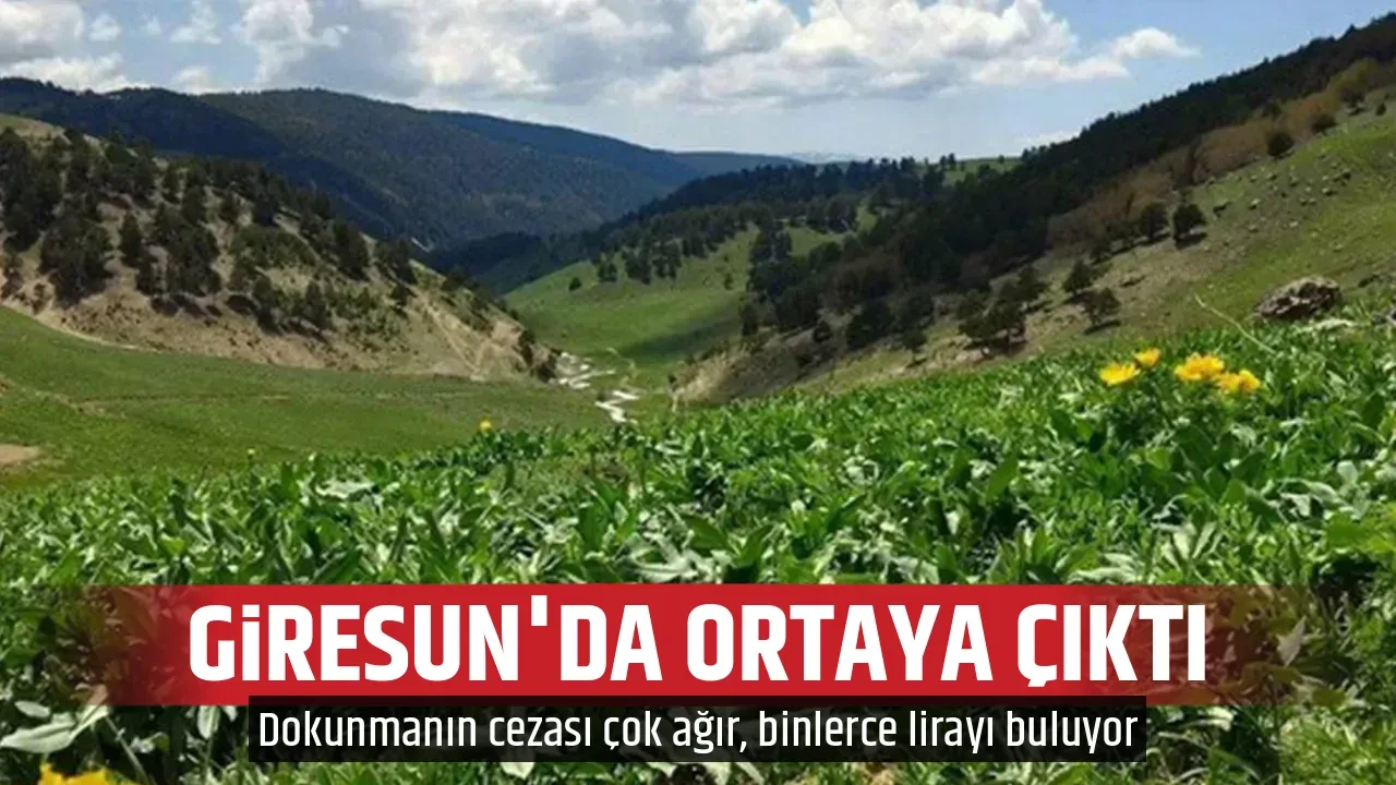 GİRESUN'DA ORTAYA ÇIKTI