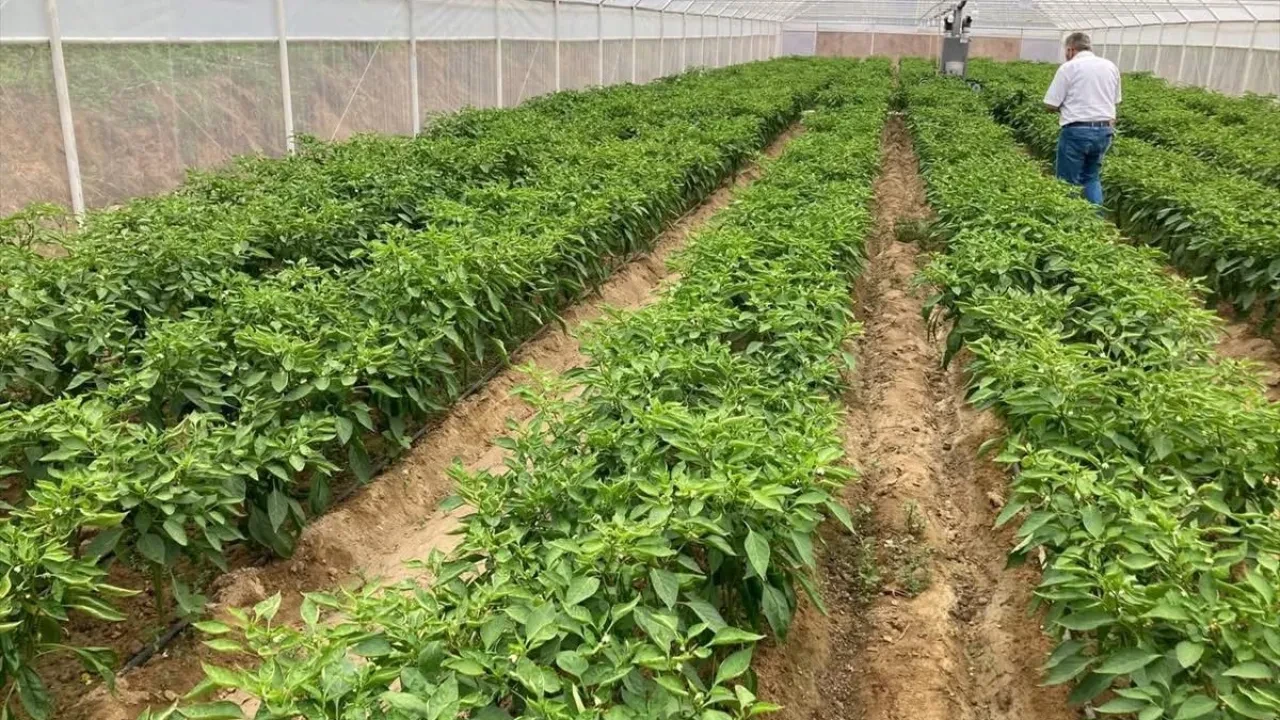 Kilosu 350 TL ama kapış kapış gidiyor! Lezzeti fiyatını unutturuyor