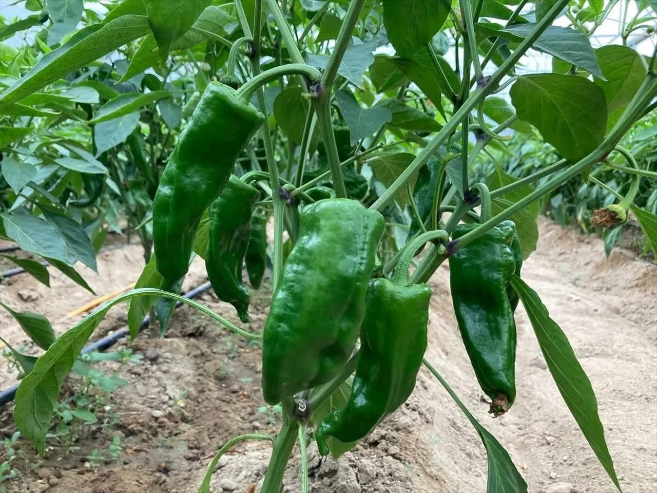Kilosu 350 TL ama kapış kapış gidiyor! Lezzeti fiyatını unutturuyor