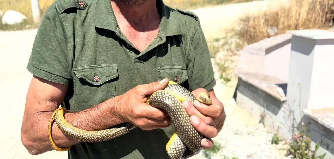 Yılanları hiçbir ekipman olmadan çıplak elle yakalıyor! Bir ilçenin aranan ismi oldu