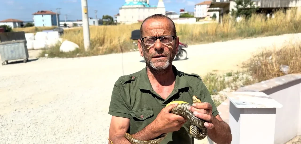 Yılanları hiçbir ekipman olmadan çıplak elle yakalıyor! Bir ilçenin aranan ismi oldu