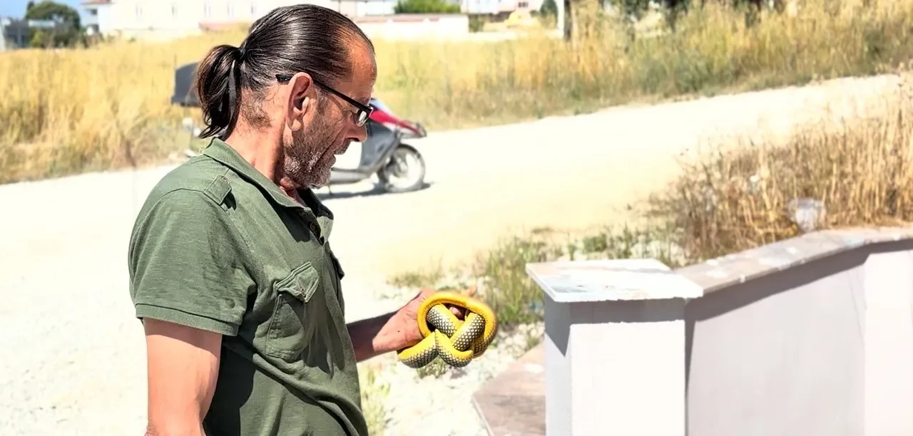 Yılanları hiçbir ekipman olmadan çıplak elle yakalıyor! Bir ilçenin aranan ismi oldu