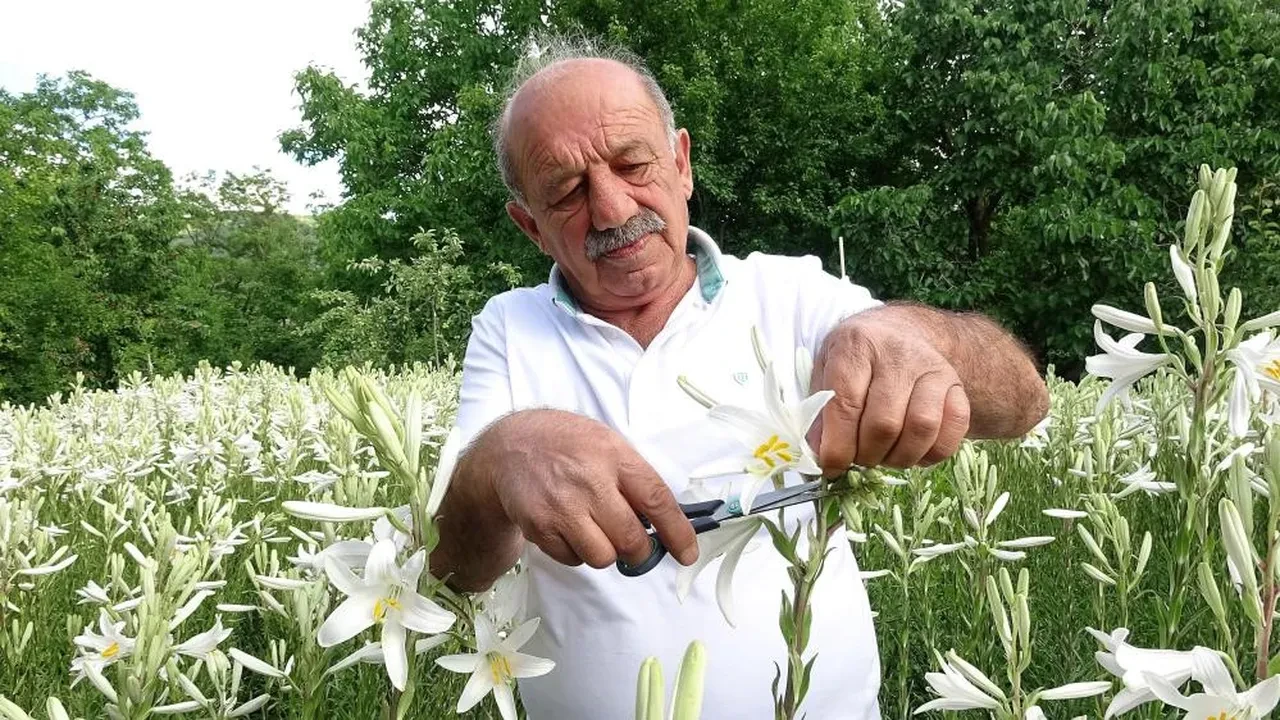 Babasından miras kaldı, litresi 5 bin euroyu aştı! Tokat'ın doğal para basma makinesi