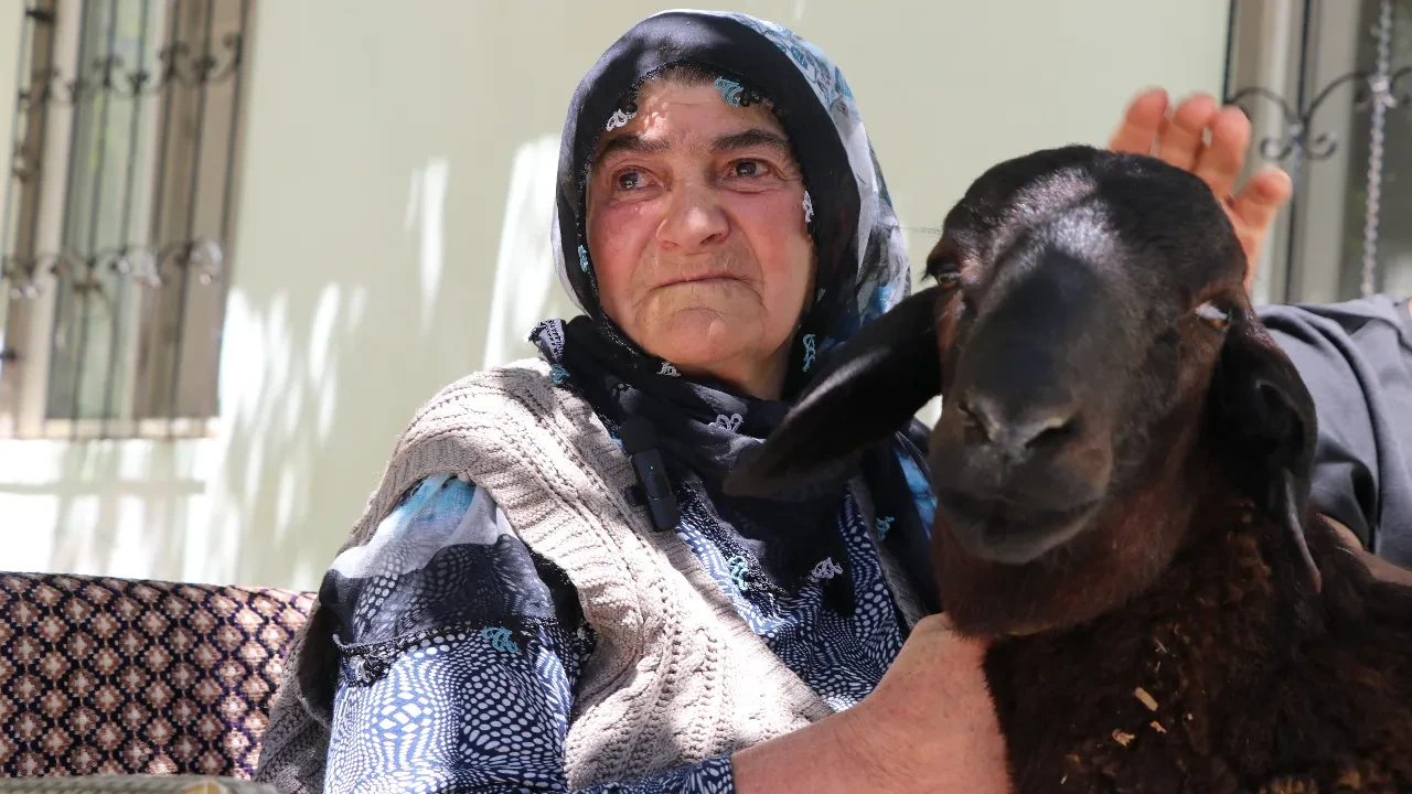 Kaçan koç bulundu! Sultan ninenin kurbanlık koçu 20 gün sonra bulundu...