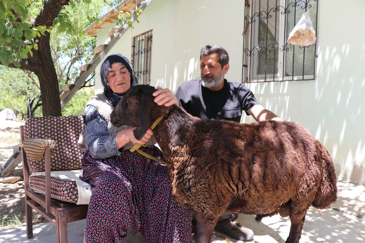 Kaçan koç bulundu! Sultan ninenin kurbanlık koçu 20 gün sonra bulundu...