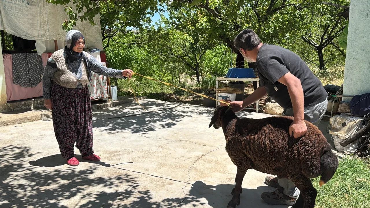 Kaçan koç bulundu! Sultan ninenin kurbanlık koçu 20 gün sonra bulundu...