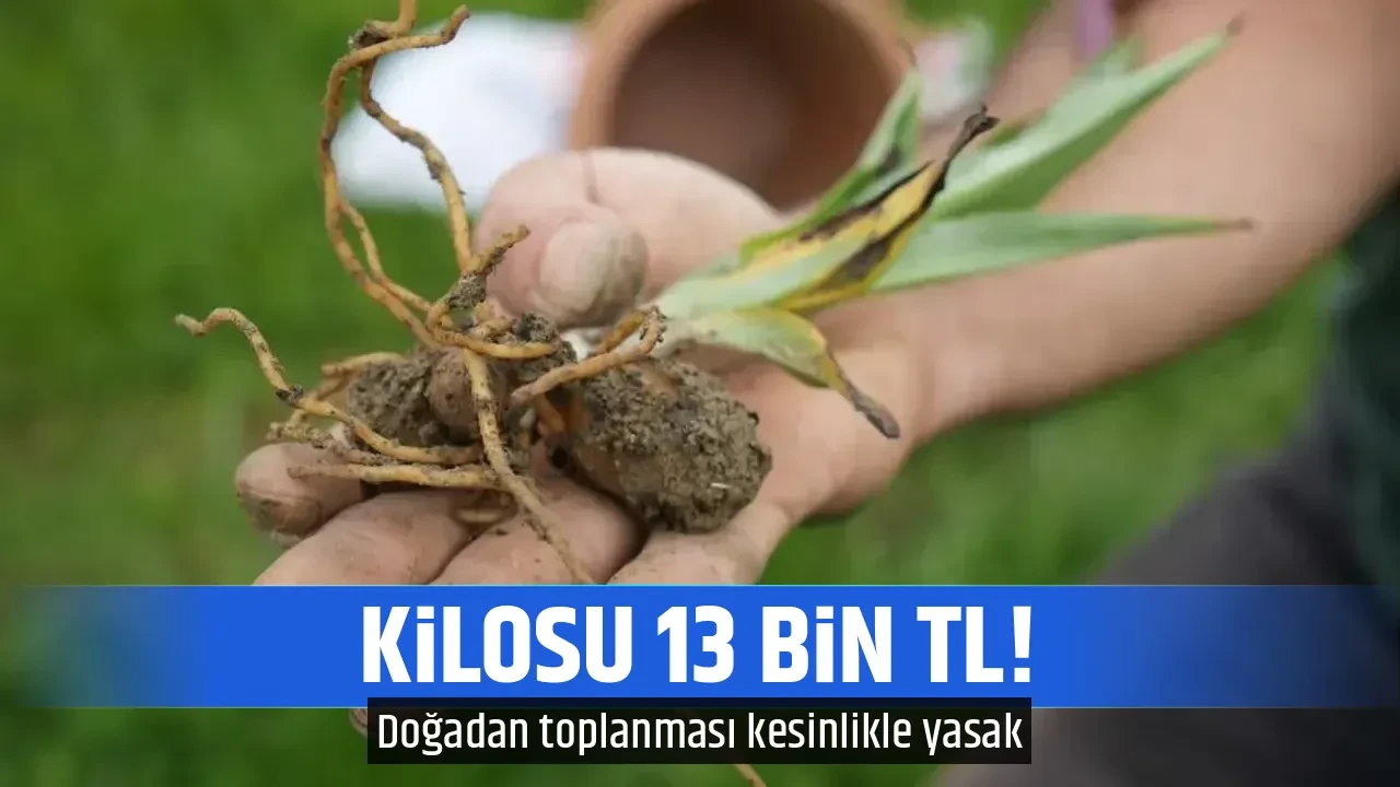 KİLOSU 13 BİN TL!