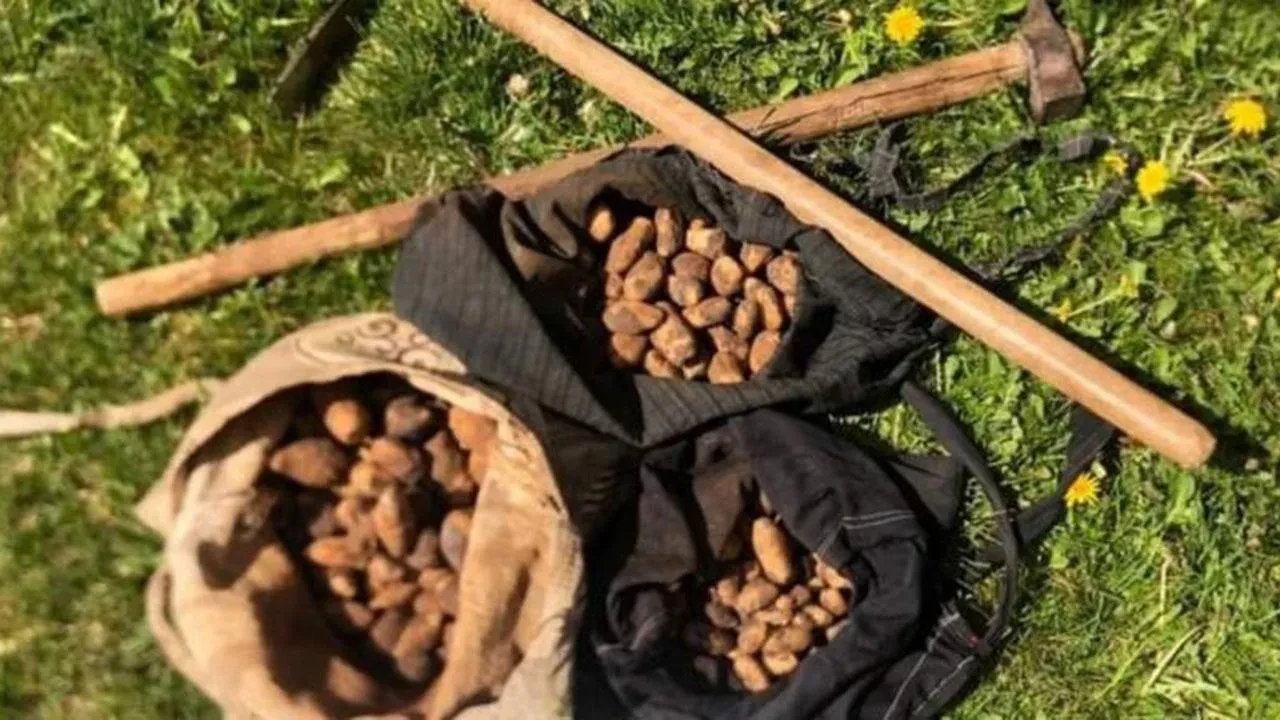 Kilosu 13 bin TL'den alıcı buluyor! Doğadan toplanması yasak