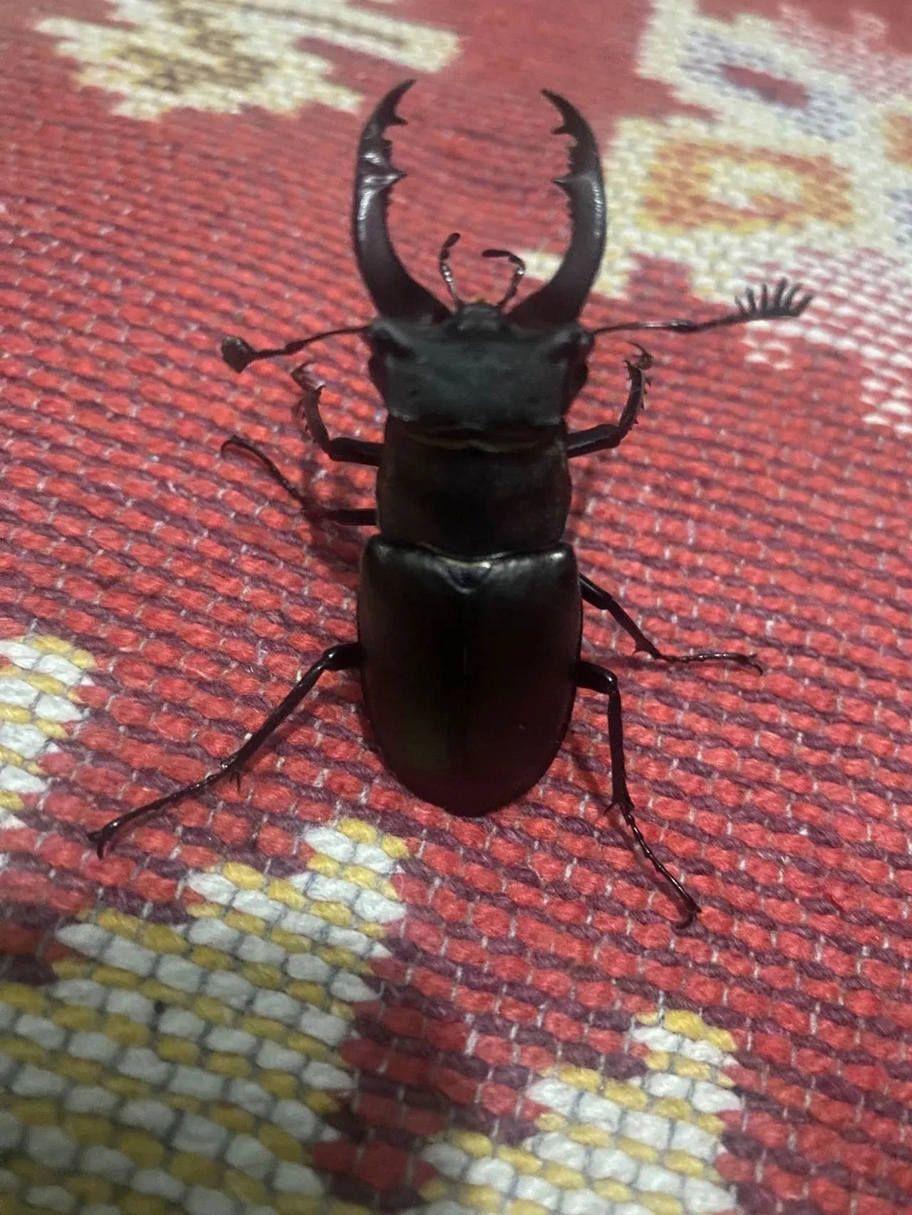 Nadir görülen tür büyük kıskaçlarıyla ürküttü! Evinin balkonunda yakaladı