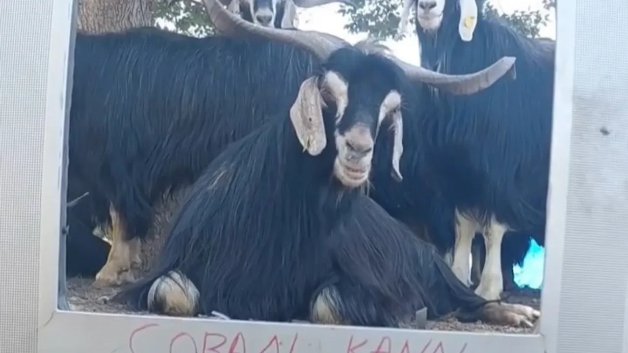 Elazığlı fenomen çoban bu kez ekran başına geçen keçisine seslendirme yaptı!