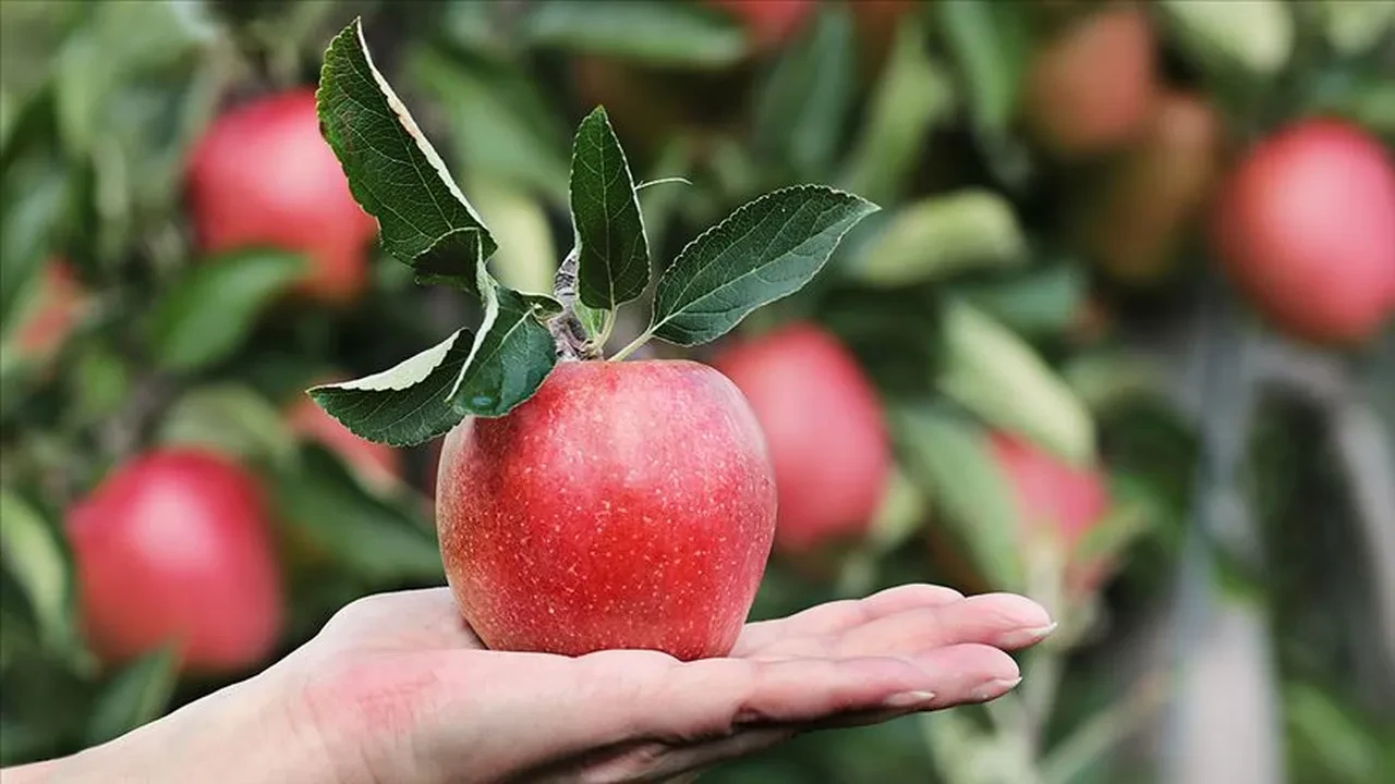 Buzdolabında asla yan yana konulmaması gereken yiyecekler açıklandı