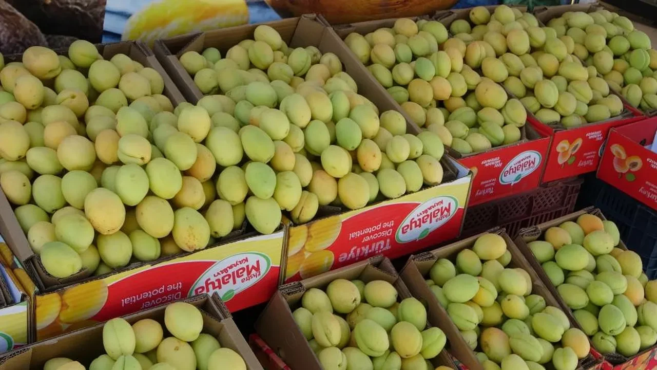 Dalında 70, markette 150 TL! Malatya'da yaş kayısı tezgahtaki yerini aldı