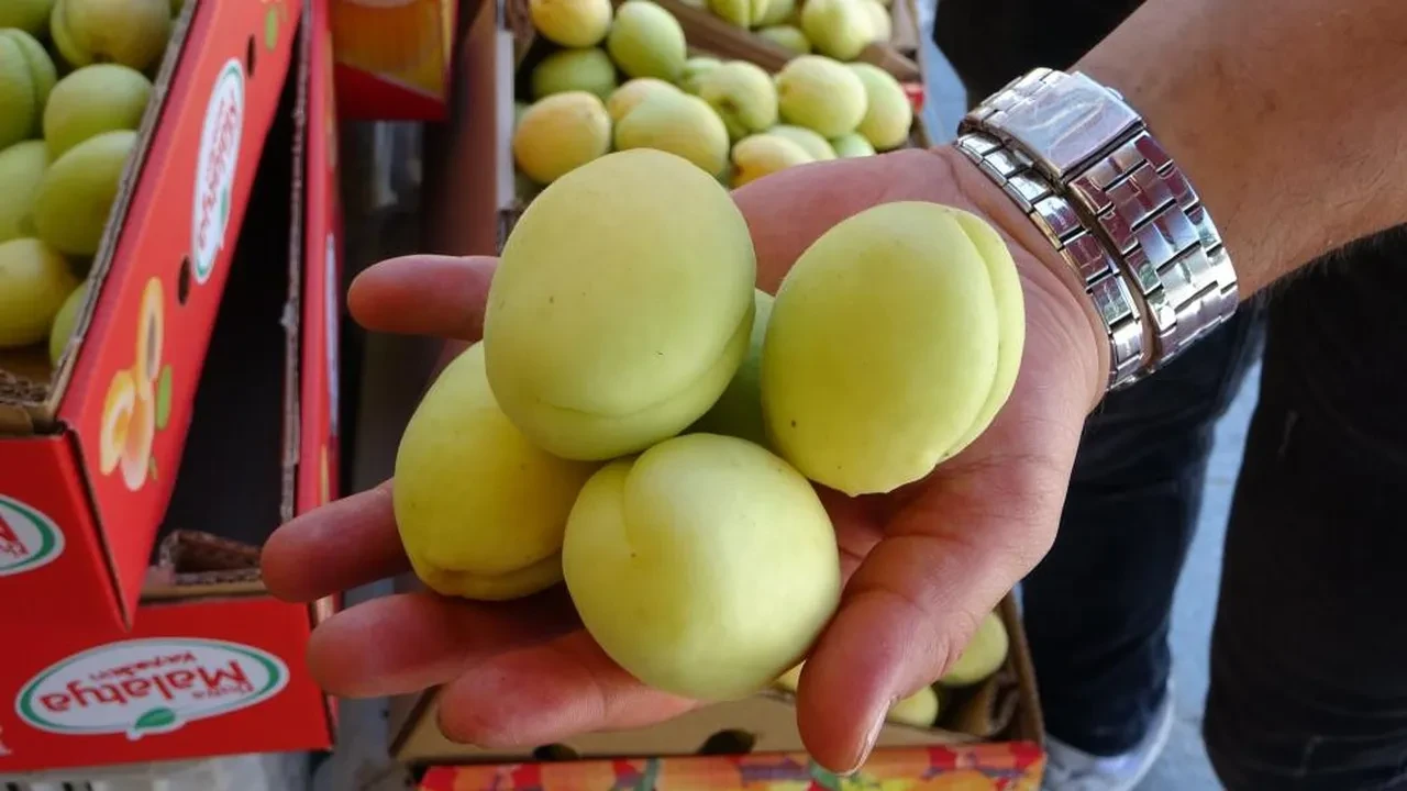 Dalında 70, markette 150 TL! Malatya'da yaş kayısı tezgahtaki yerini aldı
