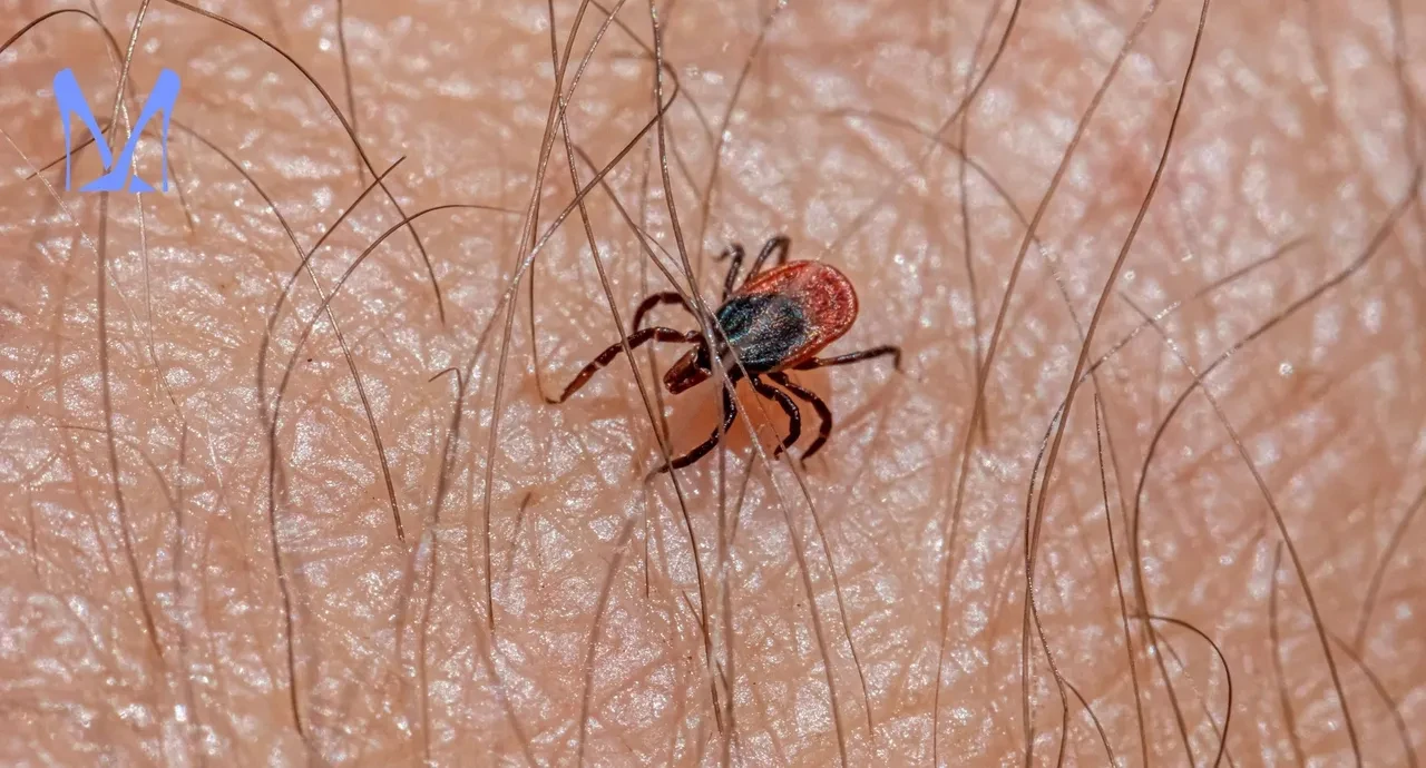 Doğal kene kovucu sprey tarifi! Doktorun önerdiği bu formülle keneler yanınıza yaklaşamayacak