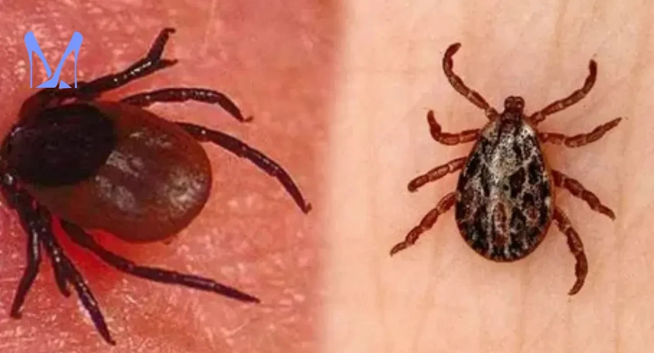 Doğal kene kovucu sprey tarifi! Doktorun önerdiği bu formülle keneler yanınıza yaklaşamayacak
