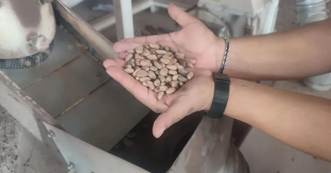 Çam fıstığı altınla yarışıyor! Yeni rakamlar belli oldu