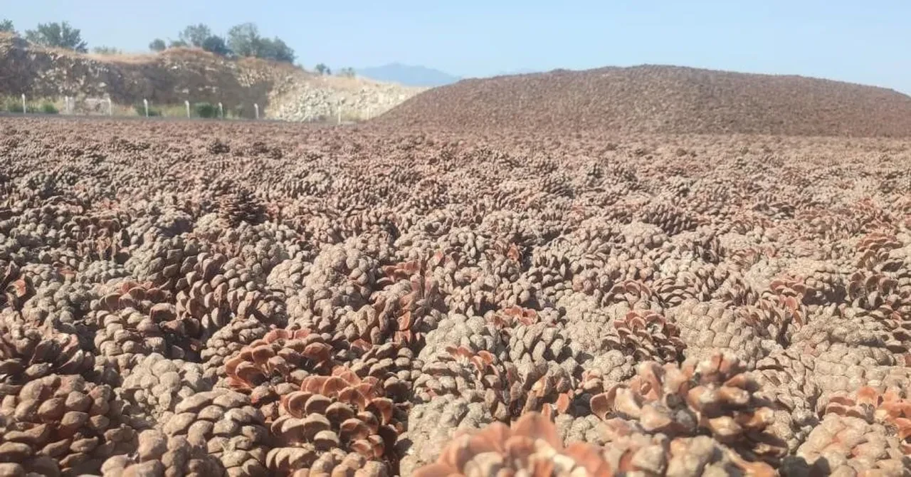 Çam fıstığı altınla yarışıyor! Yeni rakamlar belli oldu