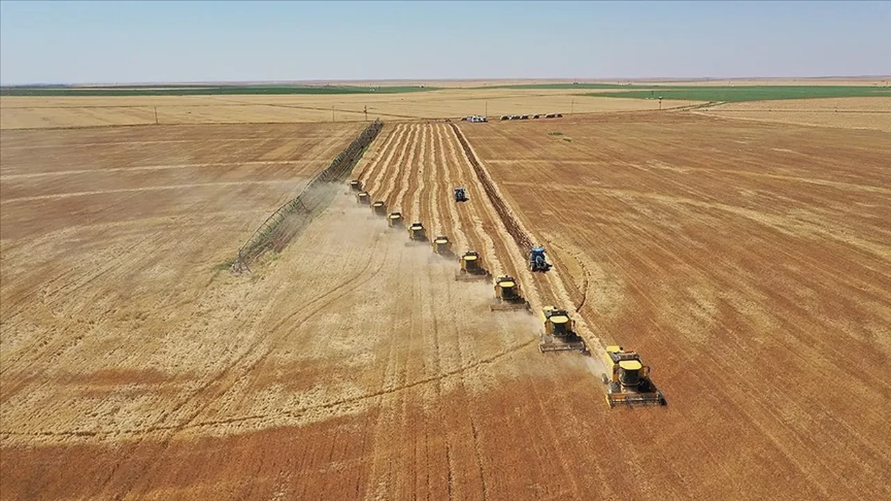 Çiftçinin beklediği haber geldi: TMO 2026 hububat fiyatları açıklandı