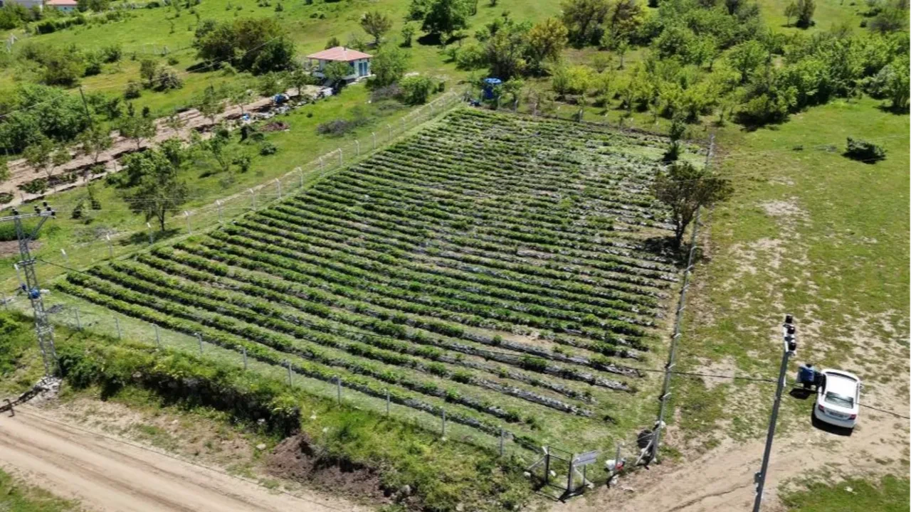Şehir hayatını üç günde bıraktılar, kazancı Yozgat'ta buldular