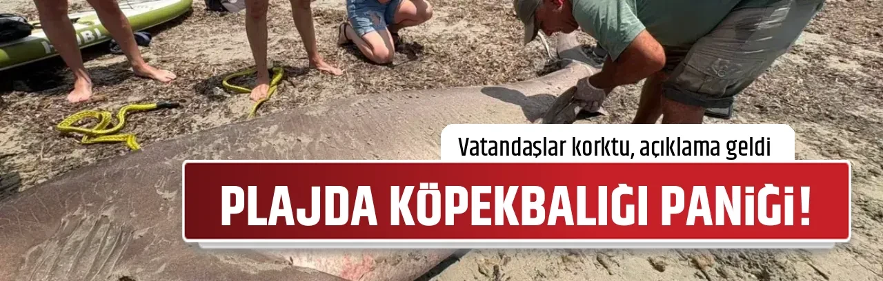 PLAJDA KÖPEKBALIĞI PANİĞİ!