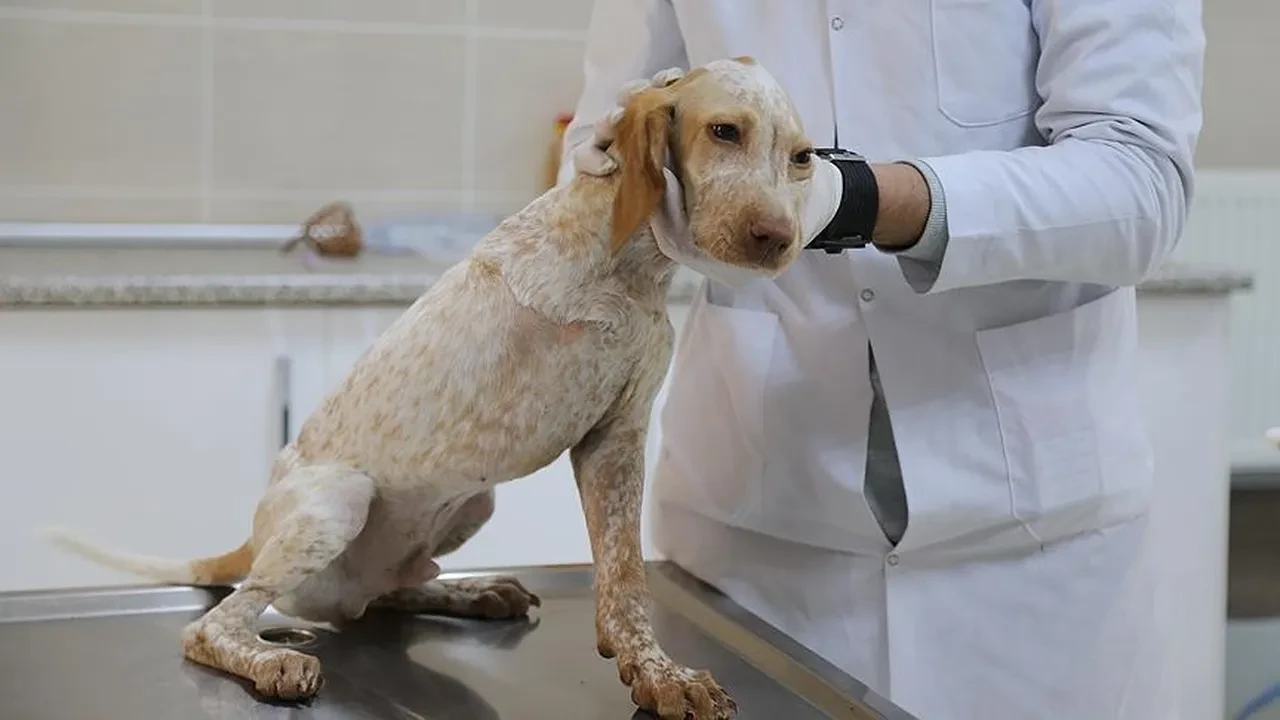 Veteriner hekimlere ceza şoku: Yüzde 120 bin artırıldı