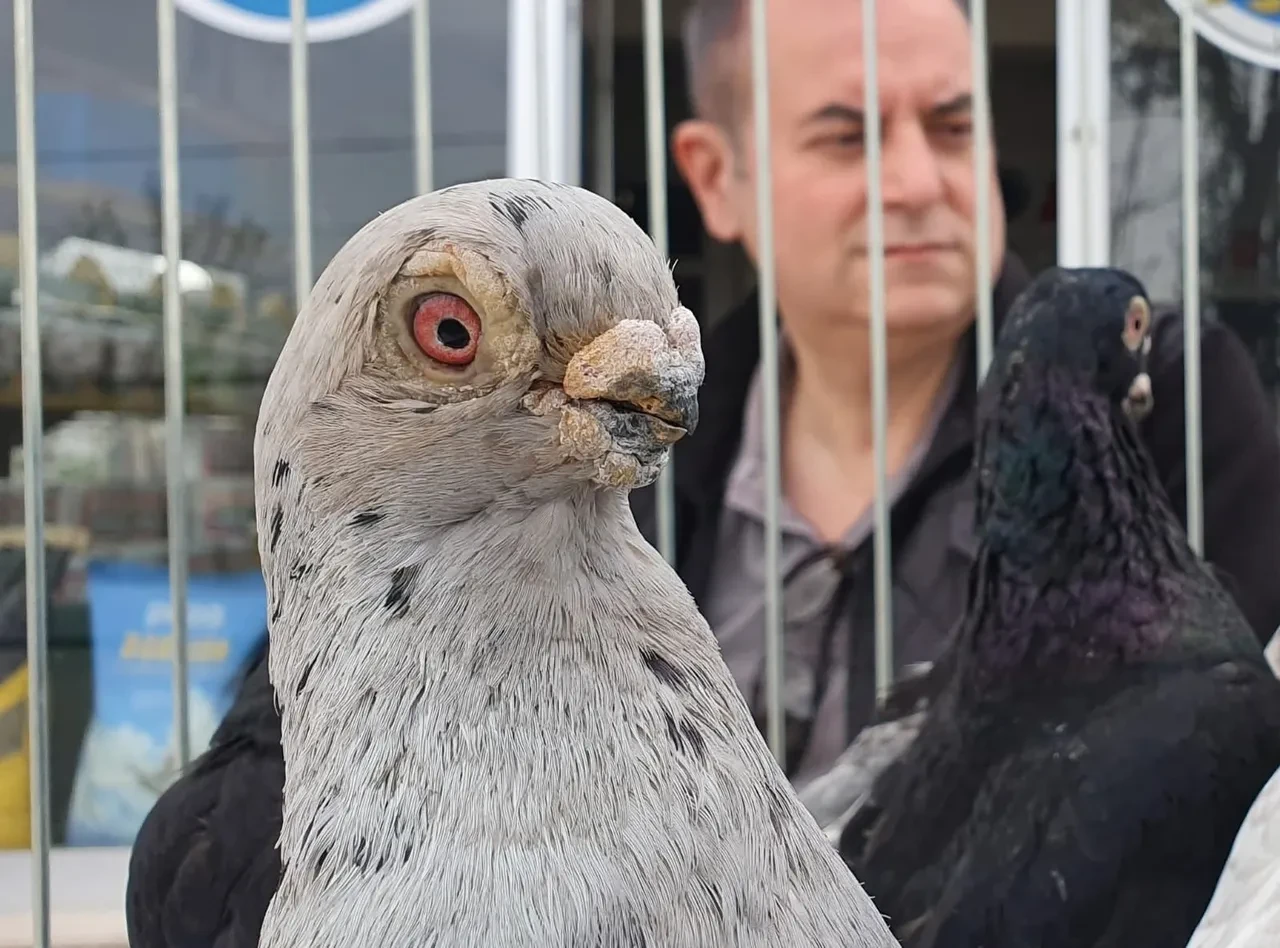 Denizli'nin "Tokur" güvercinlerinden güzellik yarışması...