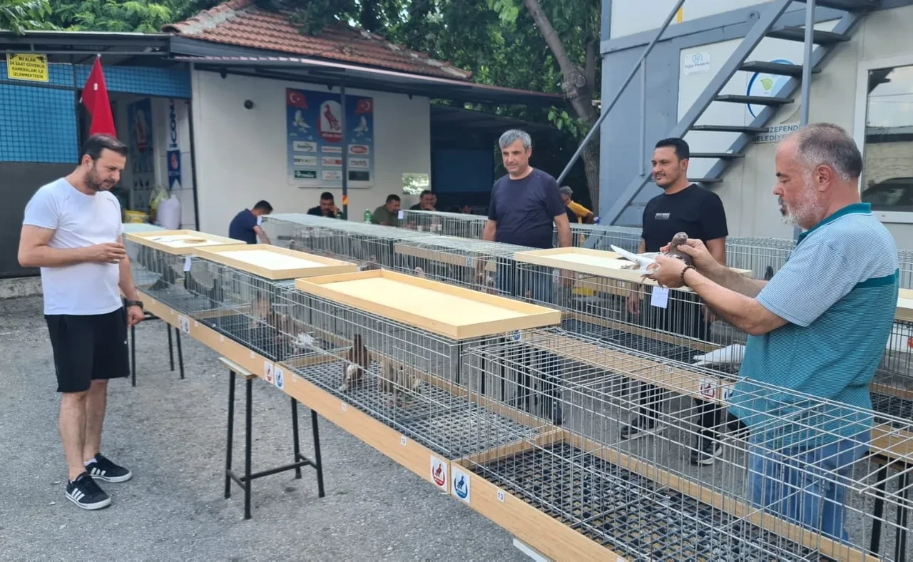 Denizli'nin "Tokur" güvercinlerinden güzellik yarışması...