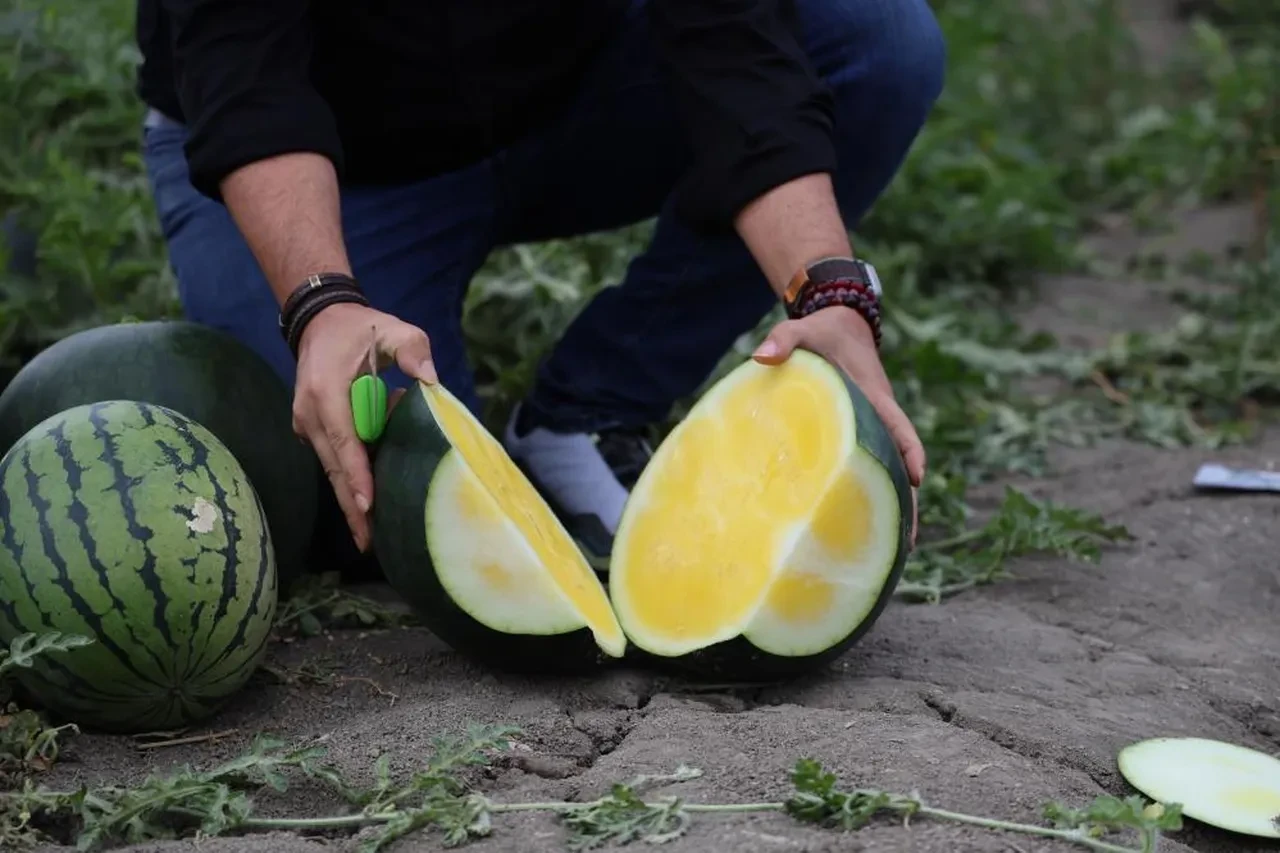 Adana'da gündem sarı karpuz... Gören bir daha bakıyor! Fiyatı belli oldu