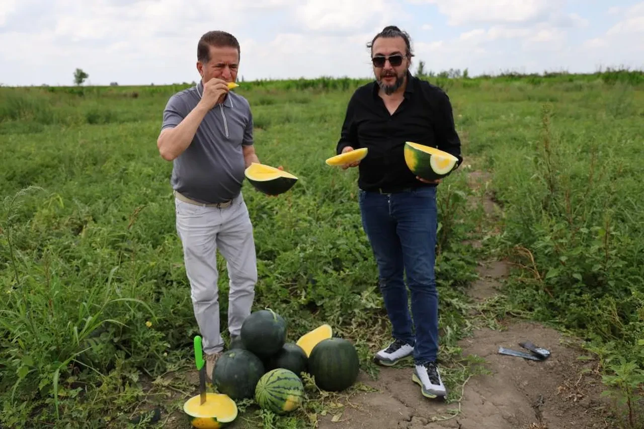 Adana'da gündem sarı karpuz... Gören bir daha bakıyor! Fiyatı belli oldu