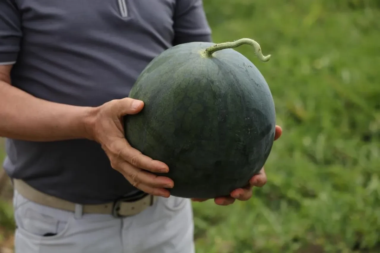 Adana'da gündem sarı karpuz... Gören bir daha bakıyor! Fiyatı belli oldu