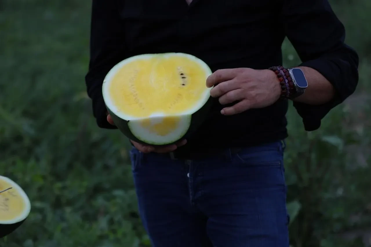 Adana'da gündem sarı karpuz... Gören bir daha bakıyor! Fiyatı belli oldu