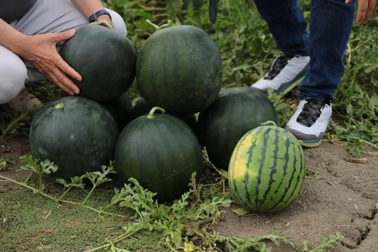 Adana'da gündem sarı karpuz... Gören bir daha bakıyor! Fiyatı belli oldu