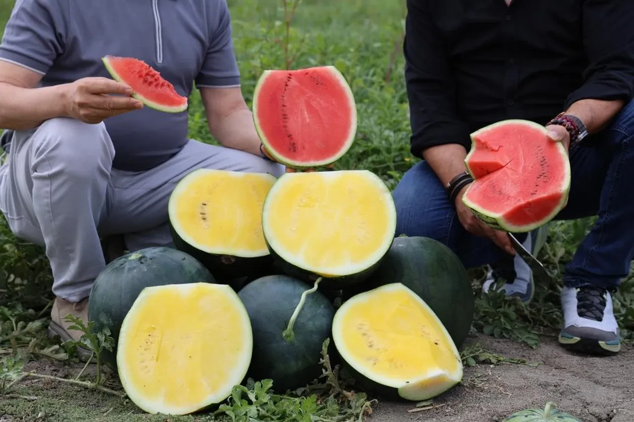 Adana'da gündem sarı karpuz... Gören bir daha bakıyor! Fiyatı belli oldu