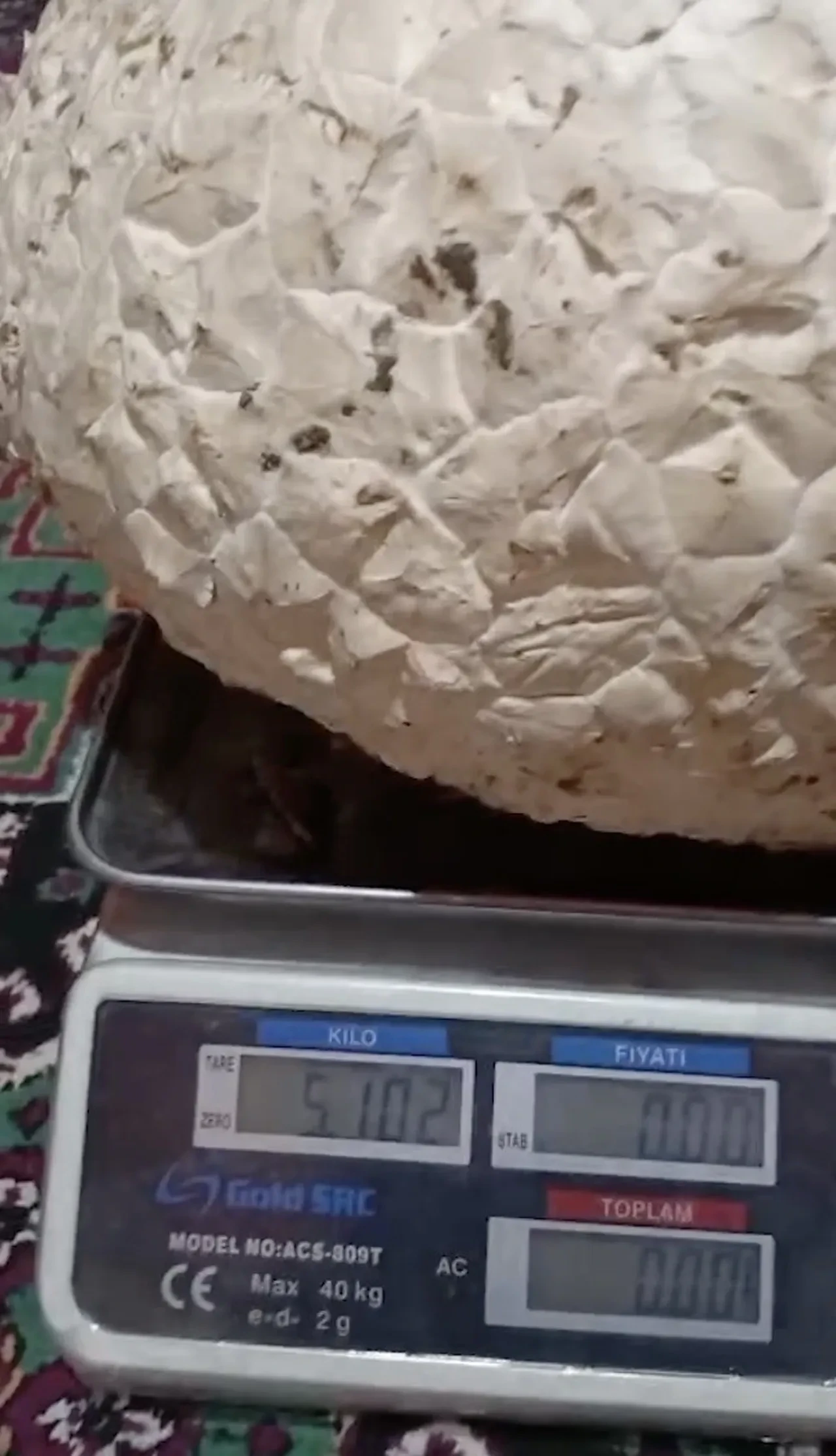 Yaylada merak uyandıran keşif! İlk kez karşılaştı, gözlerine inanamadı: Tam 5 kilo