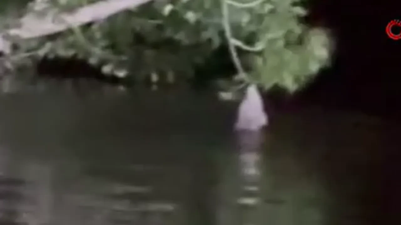 Fıkralara konu olacak olay! Balık ağaca tırmandı
