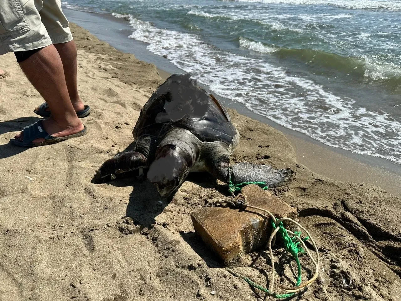 Kuşadası'nın ardından bir haftada ikinci kez! Deniz kaplumbağasının ayağına taş bağladılar