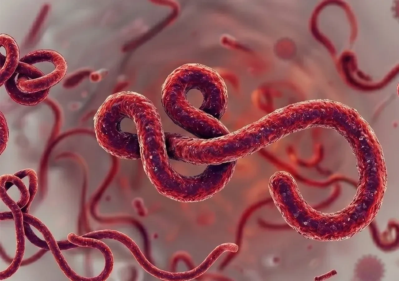 Fransa'da Ebola alarmı: İlk vaka tespit edildi