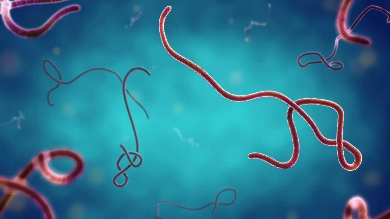 Fransa'da Ebola alarmı: İlk vaka tespit edildi