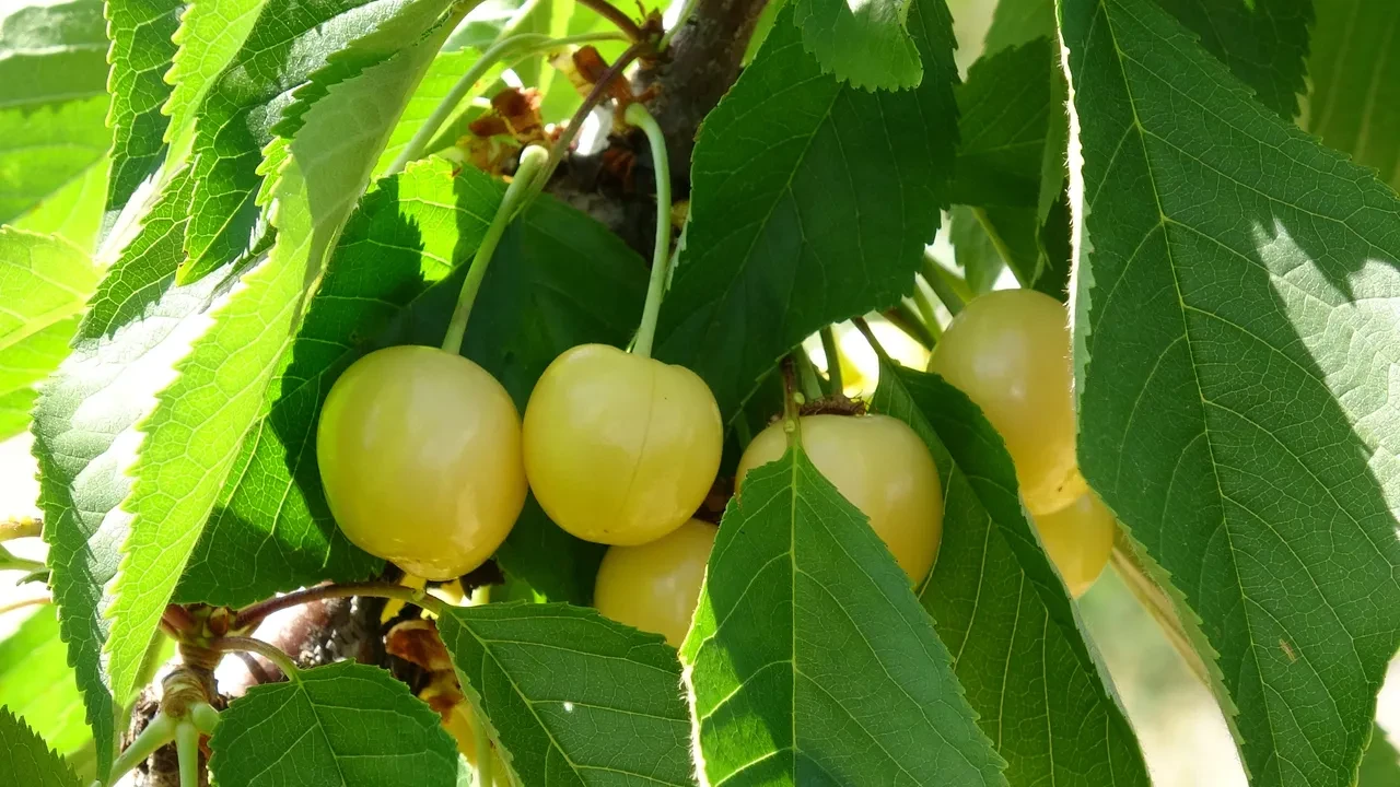 Günlük 3 bin TL yevmiyeye çalışacak işçi bulamıyorlar! Kiraza talep patladı ama toplayacak adam yok