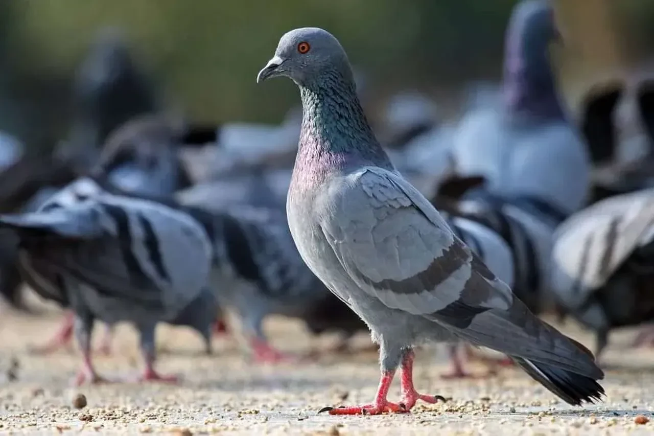 Kanser tespiti için yeni dönem! Güvercinler kanserli dokuları ayırt etti