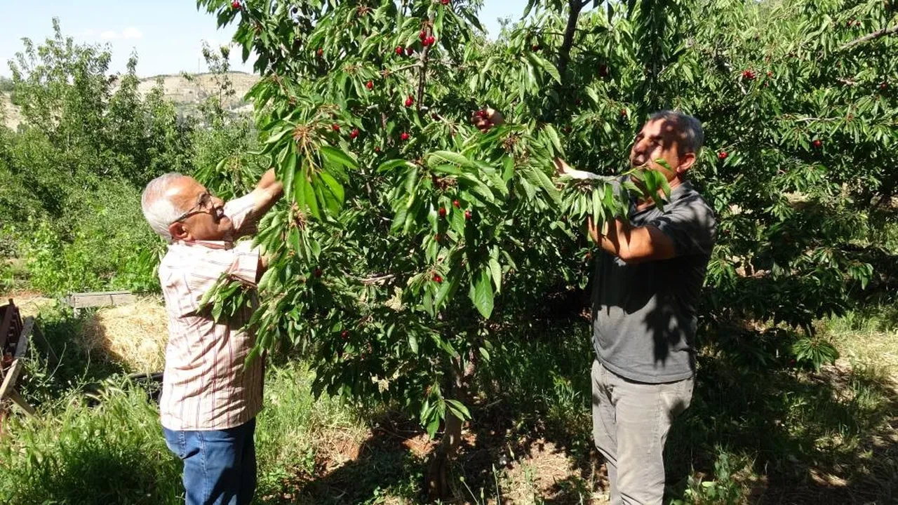 Talep patladı... Türkiye'nin farklı illerinden alıcılar geliyor!  3 bin TL yevmiyeye işçi bulamıyorlar