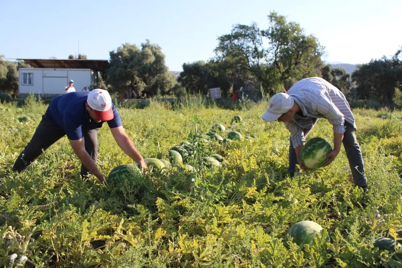Bu karpuzu almak için gün doğmadan sıraya giriyorlar! Satış fiyatı belli oldu 
